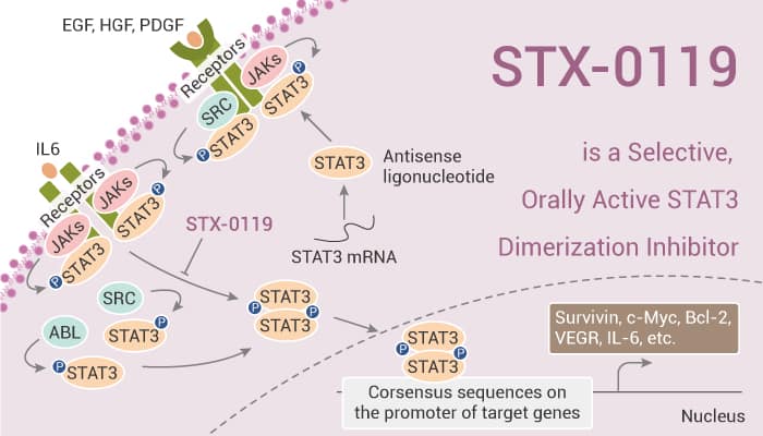 STX-0119 is a Selective, Orally Active STAT3 Dimerization Inhibitor