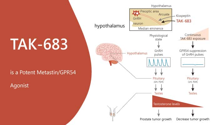 TAK-683 is a Potent Metastin/GPR54 Agonist