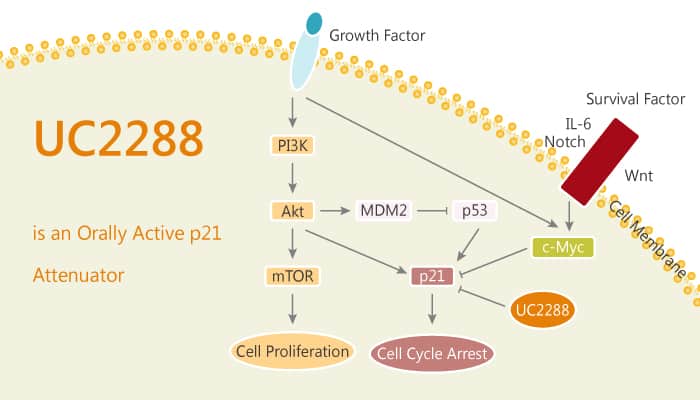 UC2288 is an Orally Active p21 Attenuator