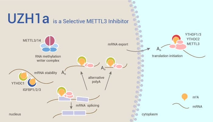 UZH1a is a Selective METTL3 Inhibitor