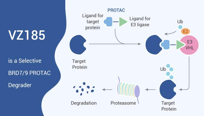 VZ185 is a Selective Dual BRD7/9 PROTAC Degrader
