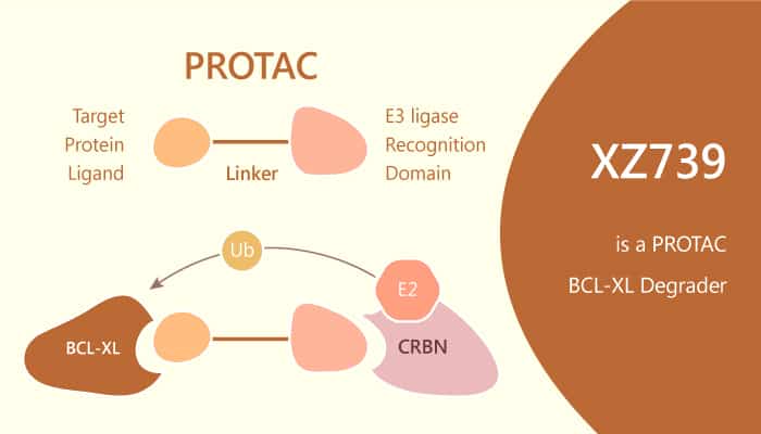 XZ739 is a PROTAC BCL-XL Degrader