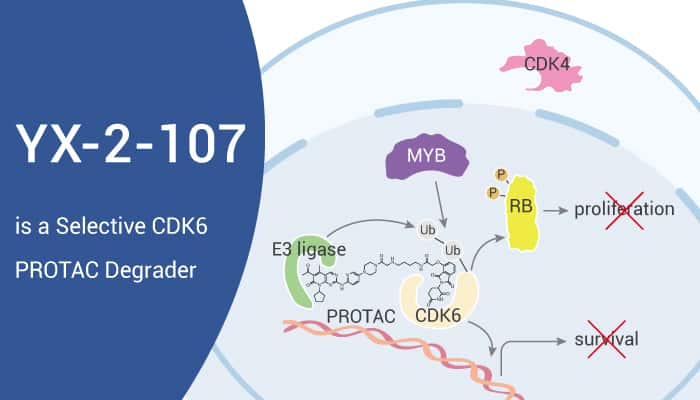 YX-2-107, a PROTAC and a Selective CDK6 Degrader