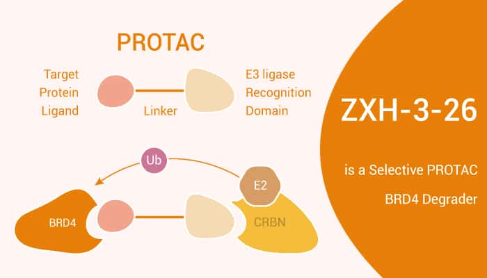 ZXH-3-26 is a Selective PROTAC BRD4 Degrader