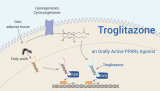 Troglitazone is an Orally Active PPARγ Agonist