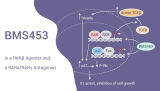 BMS453 is a RARβ Agonist and a RARα/RARγ Antagonist