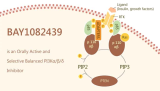 BAY1082439 is an Orally Active and Selective PI3Kα/β/δ Inhibitor