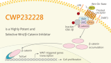 CWP232228 is a Highly Potent and Selective Wnt/β-catenin Inhibitor