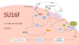 SU16f is a Selective PDGFRβ Inhibitor for Gastric Cancer Therapy