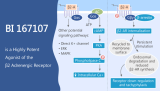 BI 167107 is a Highly Potent Agonist of the β2 Adrenergic Receptor